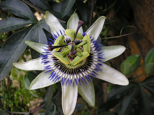 Flordelapasin.jpg