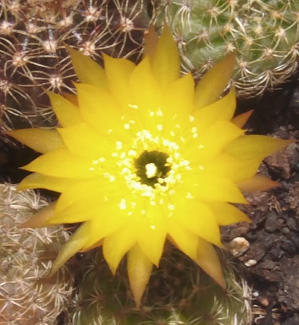 flordelobivia.jpg