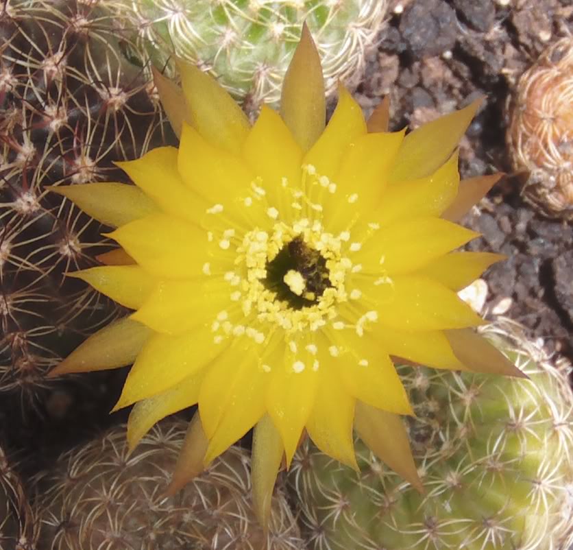flordelovibia3.jpg