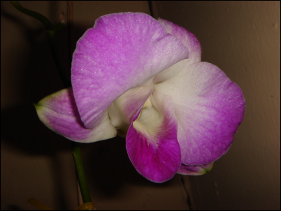 florden1.png