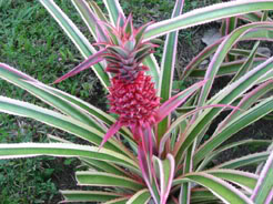 Flordepia.jpg