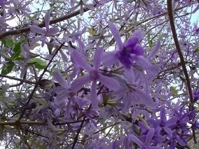 FlordeSoMiguelnova.jpg