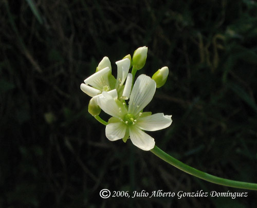 florDionaea.jpg