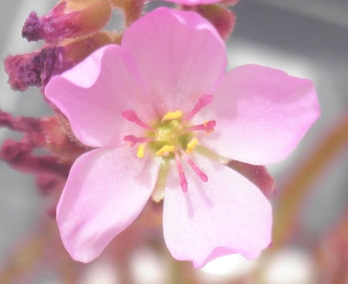 FlorDrosera.jpg