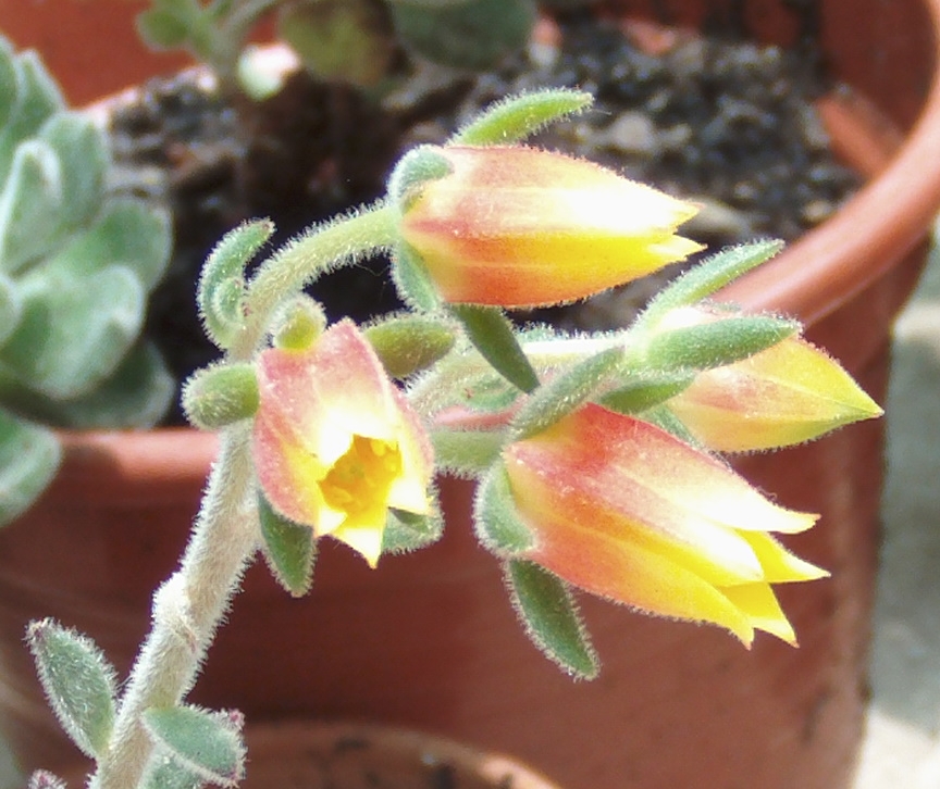 florecheverianueva5.jpg