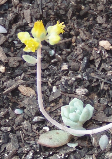 florecheveriaprolifera.jpg