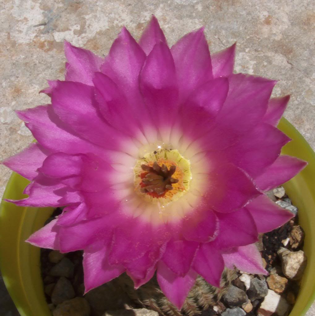 florechinocerusrigidiacutessimusrubispinus2_zps54120244.jpg