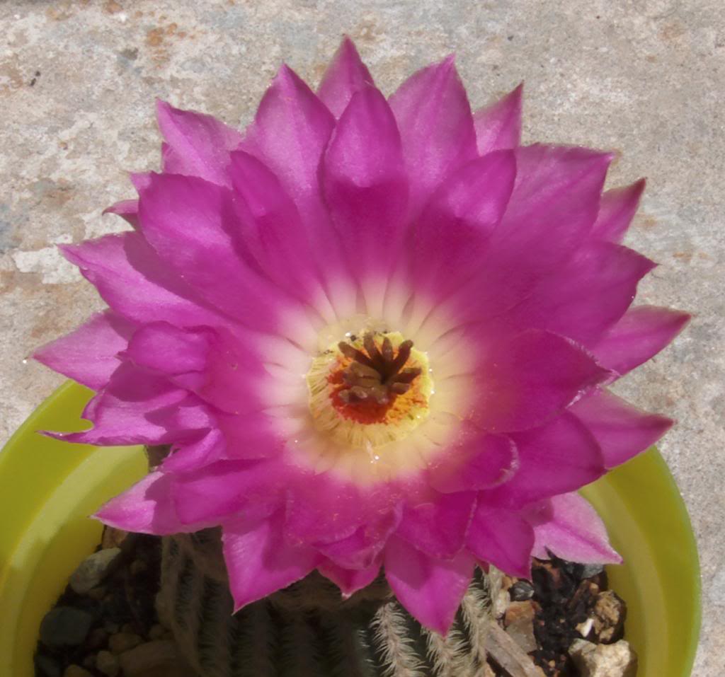 florechinocerusrigidiacutessimusrubispinus3_zps46ecc8d5.jpg