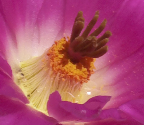 florechinocerusrigidiacutessimusrubispinus4_zps0d37673f.jpg