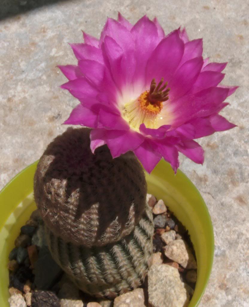 florechinocerusrigidiacutessimusrubispinus6_zps944de63a.jpg