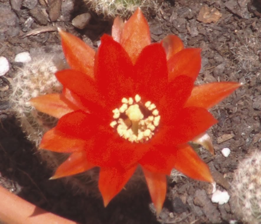 florechinopsischamaecereus.jpg