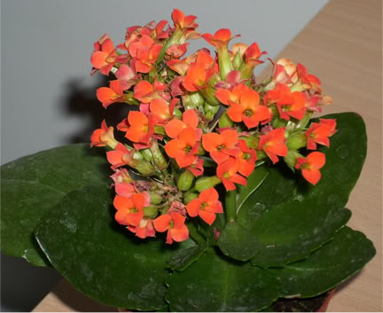 florecilla01.jpg