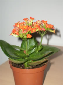 florecilla02.jpg