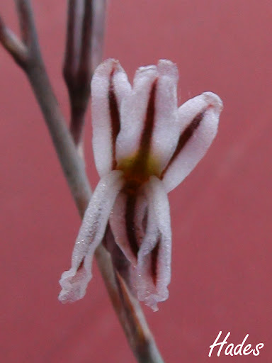 florecilla1.jpg