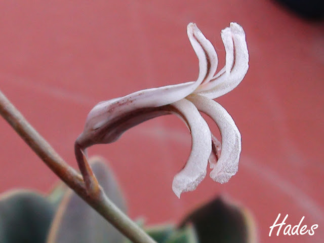 florecilla2.jpg