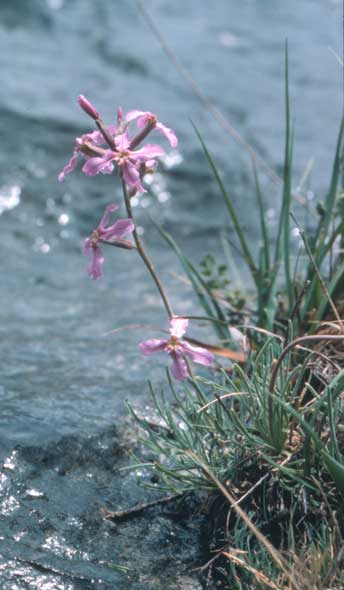 florecillas.jpg