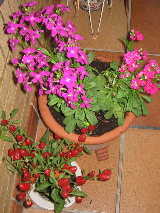 Florecillas rosas1.jpg