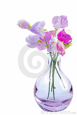 florero-de-flores-del-guisante-dulce-thumb2842084.jpg
