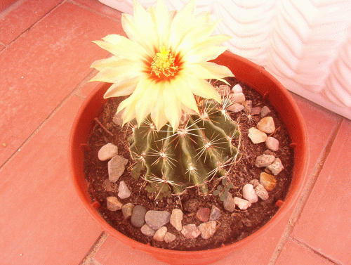 flores 003.gif