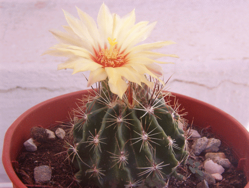 flores 009.gif