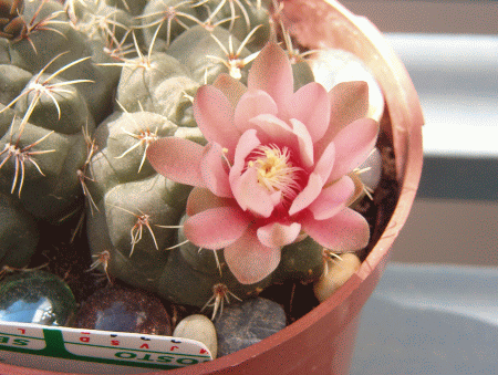 flores 011.gif