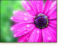 flores-1.jpg