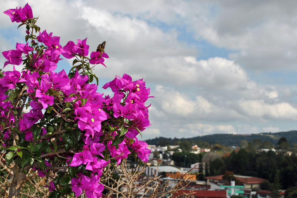 flores-1.jpg