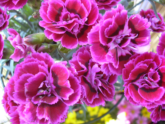 flores%20025.jpg