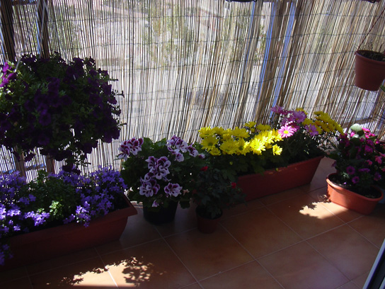 flores%20038%7E0.jpg