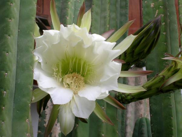 Flores%20Cactus.JPG
