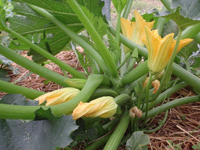 flores%20calabacin%202.JPG