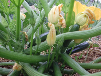 flores%20calabacin.JPG