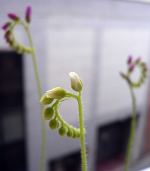 Flores%20drosera%20capensis.jpg