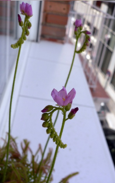Flores%20drosera%20capensis2.jpg