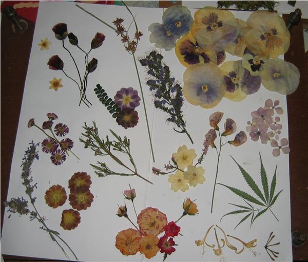 flores%20f.jpg
