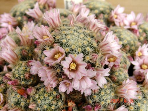 flores%20giselae.jpg