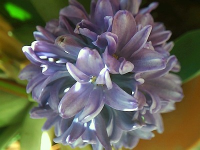 flores%20jacinto.JPG