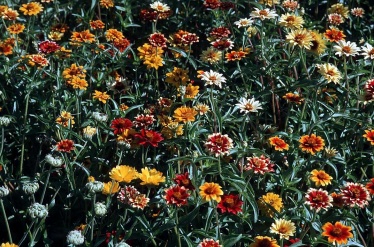 flores%20silvestres.jpg