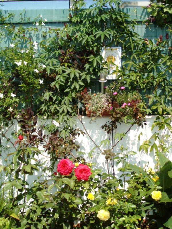 flores%20verano%202005%20050.jpg