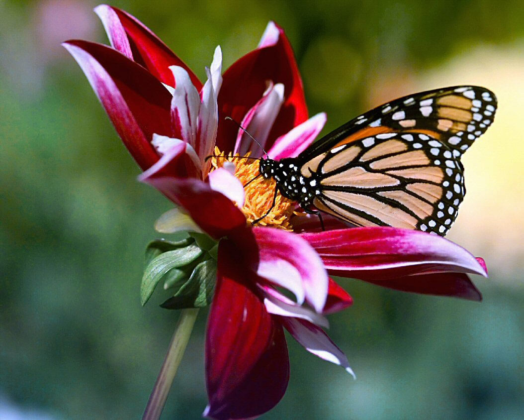Flores%20y%20mariposas.jpg