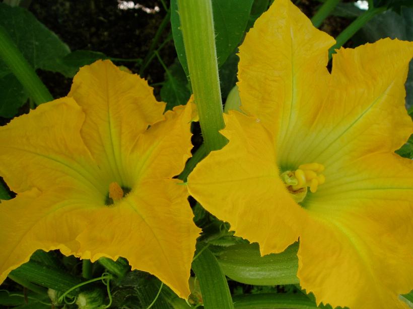 flores%2520calabacin.jpg