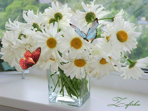 flores%252Bimagen%252Banimada%252Bdaisy%252Bflower%252Bgif%252B04.gif