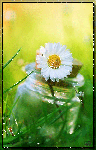 flores%252Bimagen%252Banimada%252Bdaisy%252Bflower%252Bgif%252B06.gif