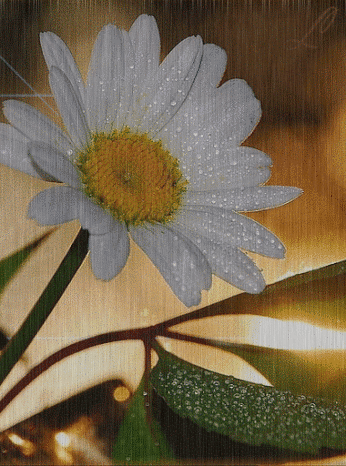 flores%252Bimagen%252Banimada%252Bdaisy%252Bflower%252Bgif%252B07.gif