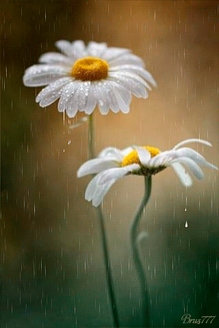 flores%252Bimagen%252Banimada%252Bdaisy%252Bflower%252Bgif%252B08.gif