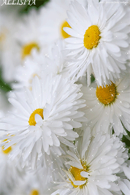 flores%252Bimagen%252Banimada%252Bdaisy%252Bflower%252Bgif%252B11.gif