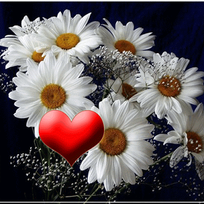 flores%252Bimagen%252Banimada%252Bdaisy%252Bflower%252Bgif%252B15.gif