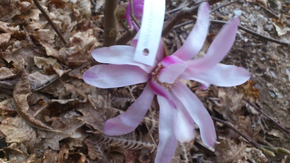Flores+%281%29.JPG