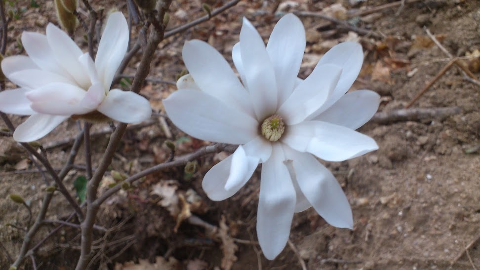 Flores+%283%29.JPG