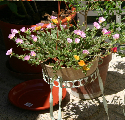 flores%7E0.jpg